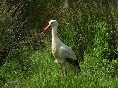 Laid in Dagenham: Family of white storks to set up home in east London for first time in 600 years