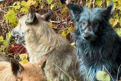Scientists debunk mystery of Chernobyl’s ‘blue dogs’ after claims they had ‘mutated due to radiation’