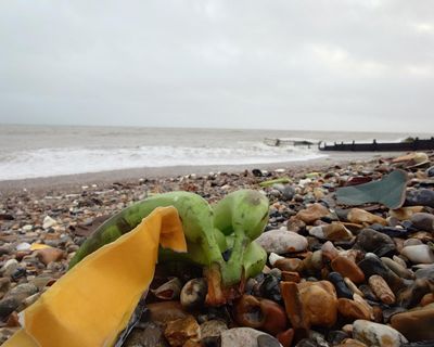 Don’t go bananas: UK public told to stay away as ship’s fruit cargo washes up
