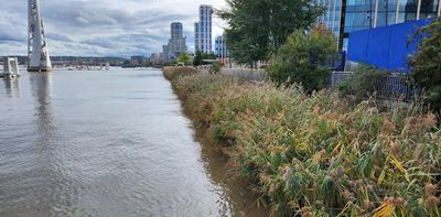From concrete walls to living edges, here’s how riverside habitats are being restored along the Thames