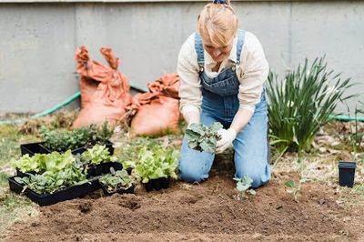 Organic Gardening Made Easy: How Local Seed Banks Support Sustainable Growing