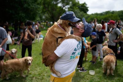 Photos of golden retrievers gathered in Buenos Aires for a world record attempt
