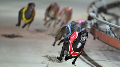 Dog racing review response pushes safety down the track