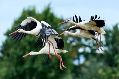 White storks to return to London for first time in 600 years