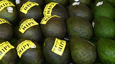 Avo go at this: Aussie exports fuel hopes for new year