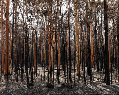 Morning Mail: ‘Expect the unexpected’ in bushfire season, Farrell travel questions, Joel Edgerton’s Globe nomination