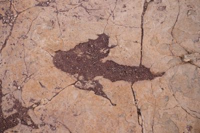 Scientists document largest trove of dinosaur footprints in central Bolivia