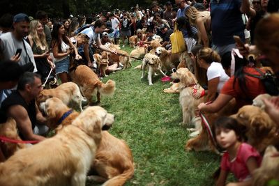 More than 2,000 golden retrievers met at a park. This is what happened next