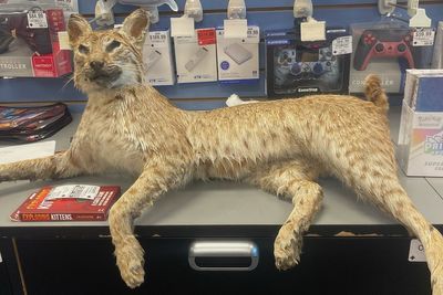 Major retailer’s ‘Trade Anything’ day backfires as shoppers bring in sex toys, a bobcat and a goose