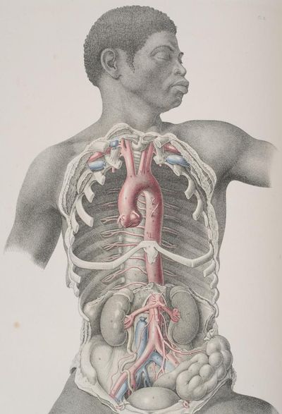 Anatomical exhibition includes rare Victorian-era drawing of a black body