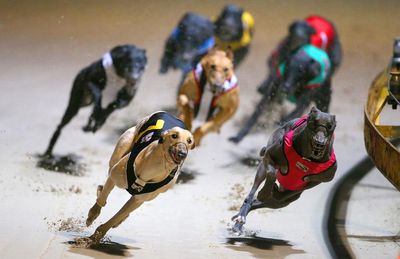 Retired greyhounds to continue to be rehomed overseas despite ‘distressing and sometimes fatal’ outcomes