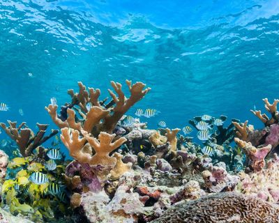 Caribbean reefs have lost 48% of hard coral since 1980, study finds