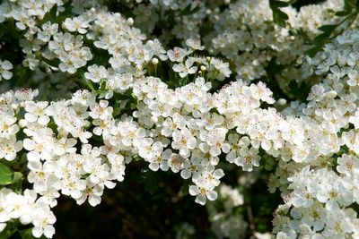 How to make your urban plot feel like the countryside