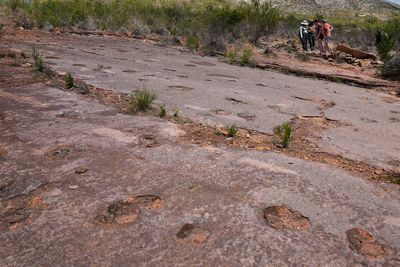 Discovery of record number of dinosaur footprints to reveal secrets of two-legged giants