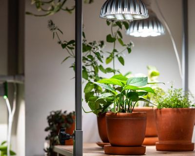 Houseplant hacks: can grow lights help plants during winter?