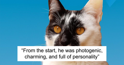 Thor The Cat Stole Hearts Across Brazil With His Perfect Heart-Shaped Mark