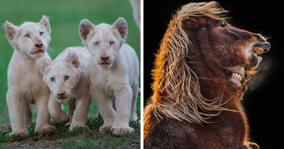 40 Stunning Wildlife Shots Taken With Just a Camera And A Lot of Time