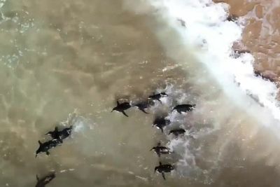 Exhausted penguins returned to wild following treatment for hypothermia