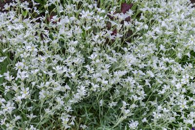 Are Winter Annuals Really Worth Your Time?
