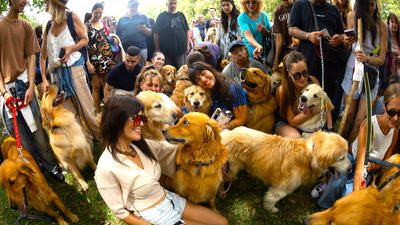‘Tsunami of tail-wagging’: Golden Retriever meetup record smashed as 2,397 dogs gather in park