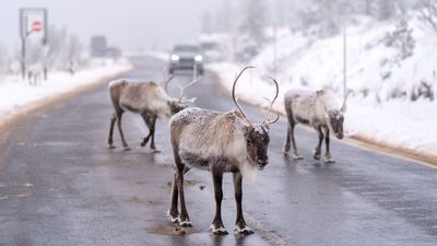 Christmas 2025: Forget this yuletide tradition as reindeer hate this one thing