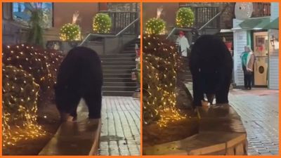 Wild bear steals the show at Christmas parade, but officials reveal the disturbing reason it can’t be allowed to live