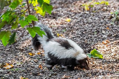 Man dies of rabies after kidney transplant from donor who saved kitten from skunk