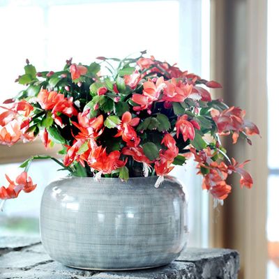 This is one of the biggest silent Christmas cactus killers in the home – and it could be ruining your plant’s chances of flowering