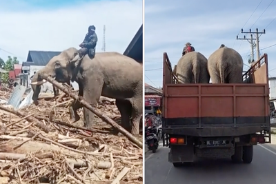 Trained elephants help Indonesia clean up after deadly floods