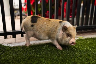 This swine life: pig named Six Seven pardoned by Miami-Dade mayor