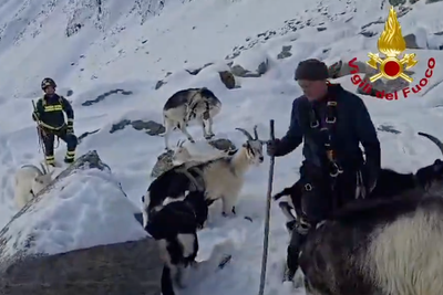 Missing goats found stranded 2,500 metres up mountain