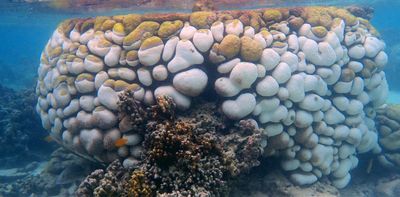We watched these coral colonies succumb to black band disease. 6 months later, 75% were dead