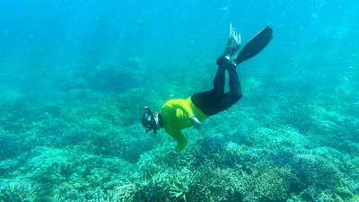 Heatwave, disease 'catastrophic' combo for hardy corals