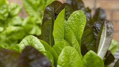 I Grow Leafy Greens Through Winter Every Year – 5 Ways I Protect Them From Frost to Keep Delicious Harvests Coming in the Colder Months