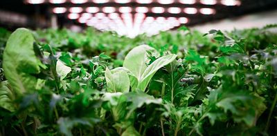 Can smart greenhouses bring back food production in cities?