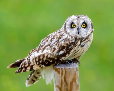 Birdwatch: a rare winter sighting of the short-eared owl