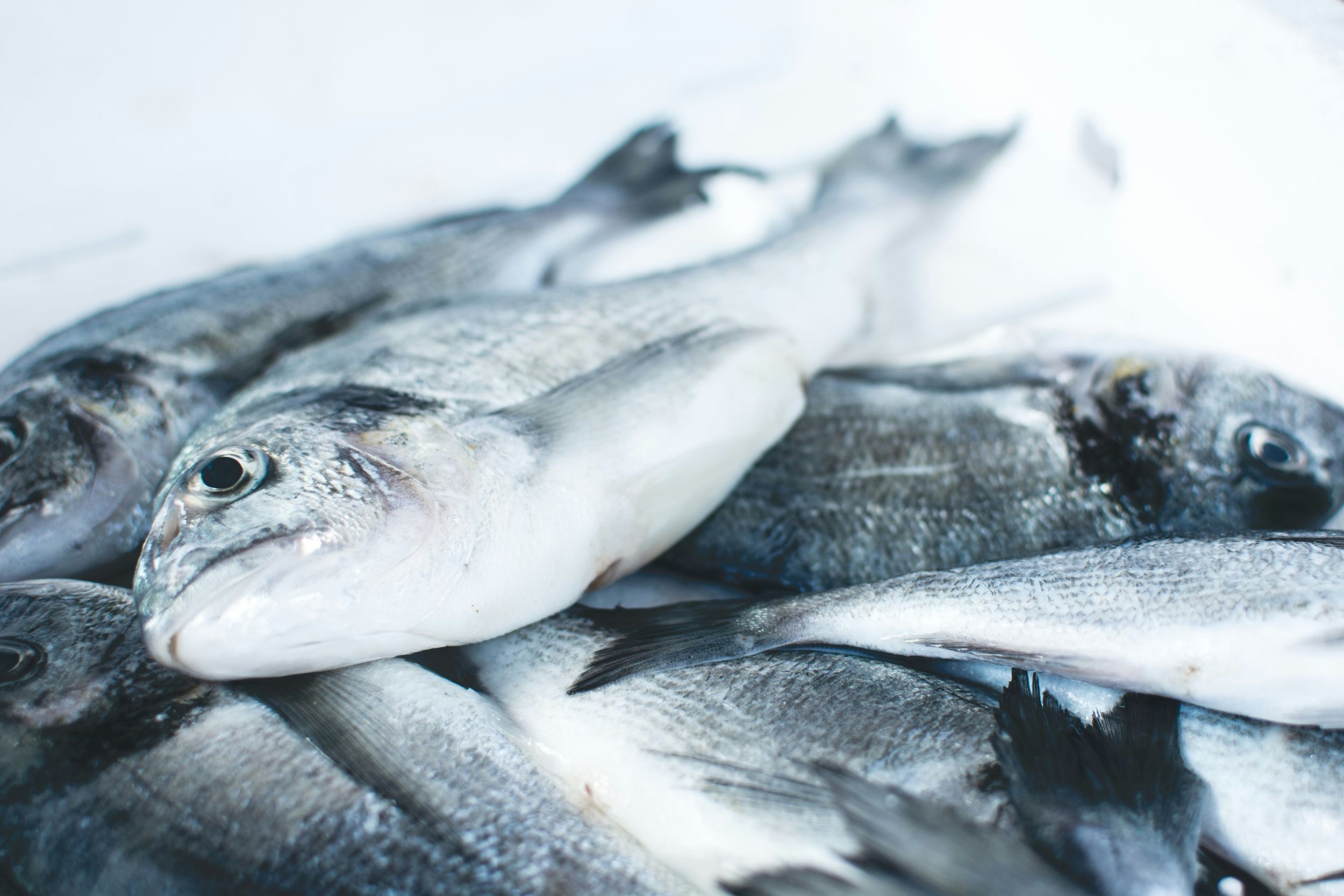 Pusle Fish 'Pulse Fishing' Chinese Vessels Filmed Using…