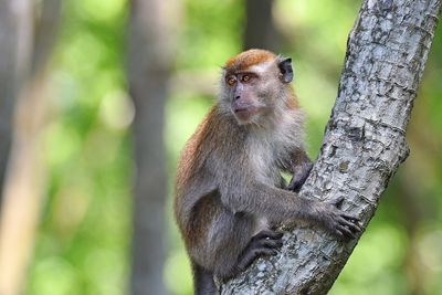 Pensioner bitten to death by monkey after macaque breaks into his home