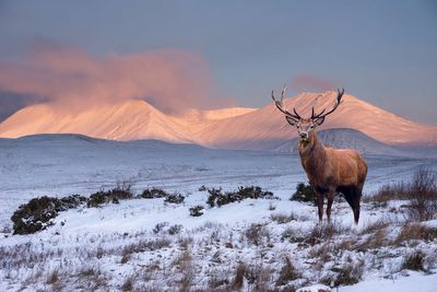 Scottish Highlands advised to pause ‘tourist tax’