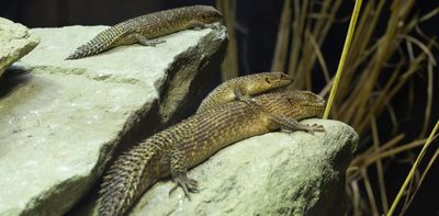 Reptiles are neglected and mistreated. Here’s how we can take better care of them