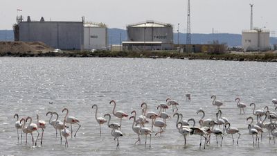 Habitat loss drives France's biodiversity collapse, but recovery still possible