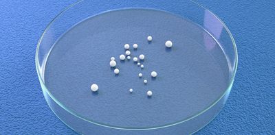 Mini brains, big questions: science is racing ahead of ethics