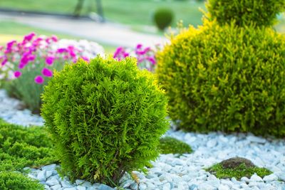 How to Choose Plants That Thrive When Everything Else Goes Dormant