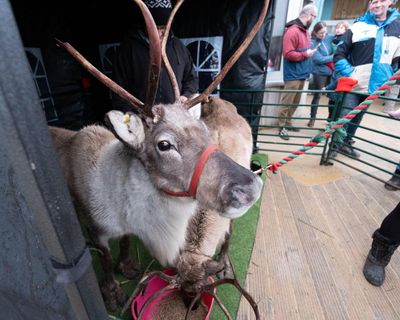 Rudolph at the Christmas market: cute festive attraction or damaging reindeer’s health?