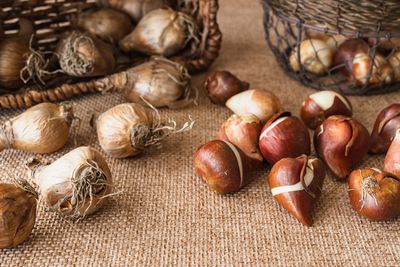 Why You Should Be Planting Bulbs in December, Not Spring