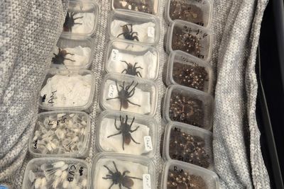 Hundreds of endangered species seized by Border Force in illegal wildlife smuggling crackdown