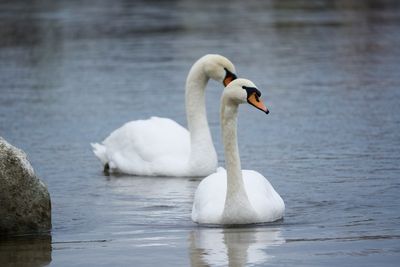 Beloved NYC Swan Pair Ripped Apart: One Brutally Killed by Rock, Lifelong Mate Left Mourning