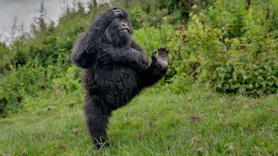 Photo of high-fiving gorilla wins gold at Nikon Comedy Wildlife Awards thanks to perfect comedic timing