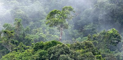 Millions of hectares are still being cut down every year. How can we protect global forests?