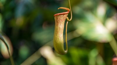 I Am Obsessed With Pitcher Plants, And Propagating Them is Much Easier Than You’d Expect – Discover My Two Tried-and-True Methods
